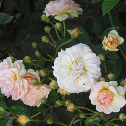 Ghilsaine de Feligonde (Climber) - Henry Street Nursery