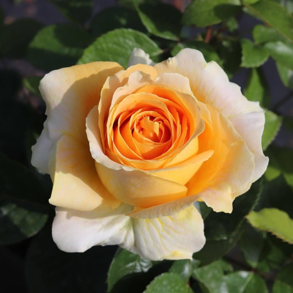 Global Beauty Colour Yellow Exceptional Fragrance Cottage Garden Rose Hybrid Tea