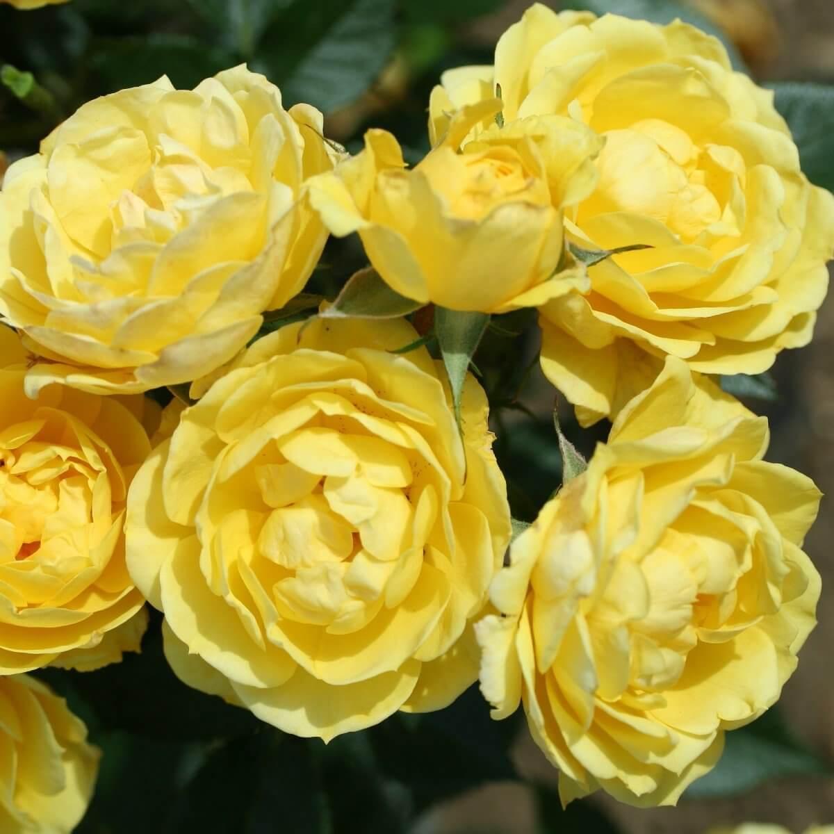 Golden Wishes Colour Yellow Light Fragrance Gift OccasionAnniversary Celebration Rose Patio