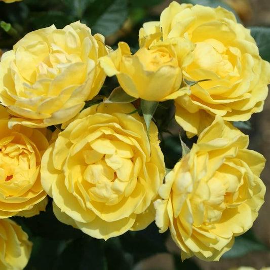 Golden Wishes Colour Yellow  Light Fragrance Gift OccasionAnniversary  Celebration Rose  Patio