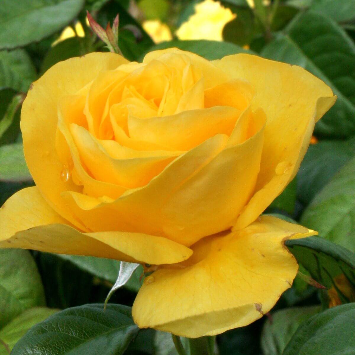 Golden Wedding Colour Yellow Light Fragrance Gift OccasionAnniversary Celebration Rose Floribunda
