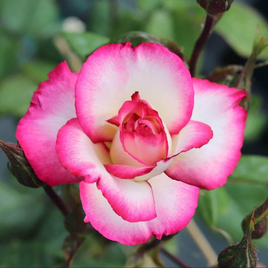 Handel Colour Mixed Colour  Colour Pink Colour White    Climbing Rose