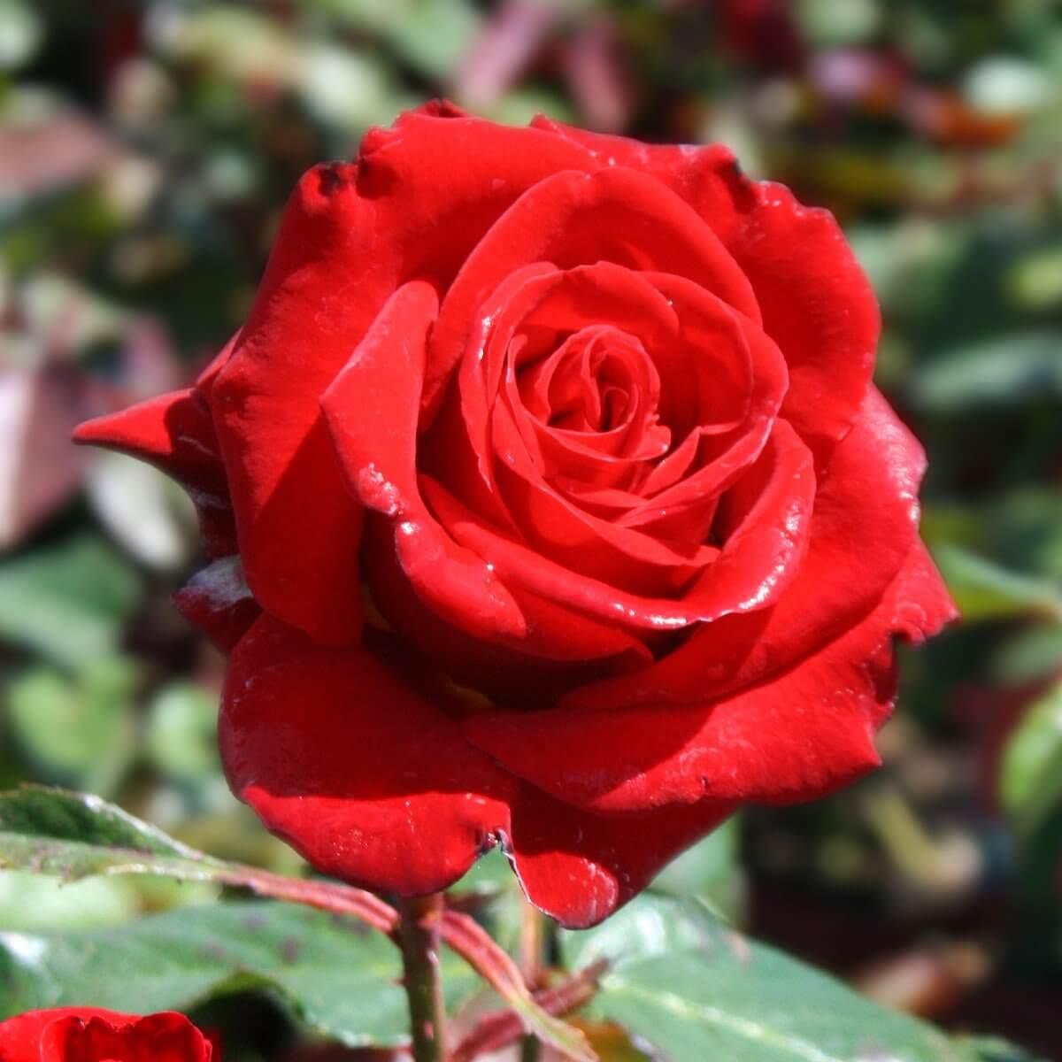 Happy Ruby Wedding Colour Red Good Fragrance Gift OccasionAnniversary Celebration Rose Hybrid Tea