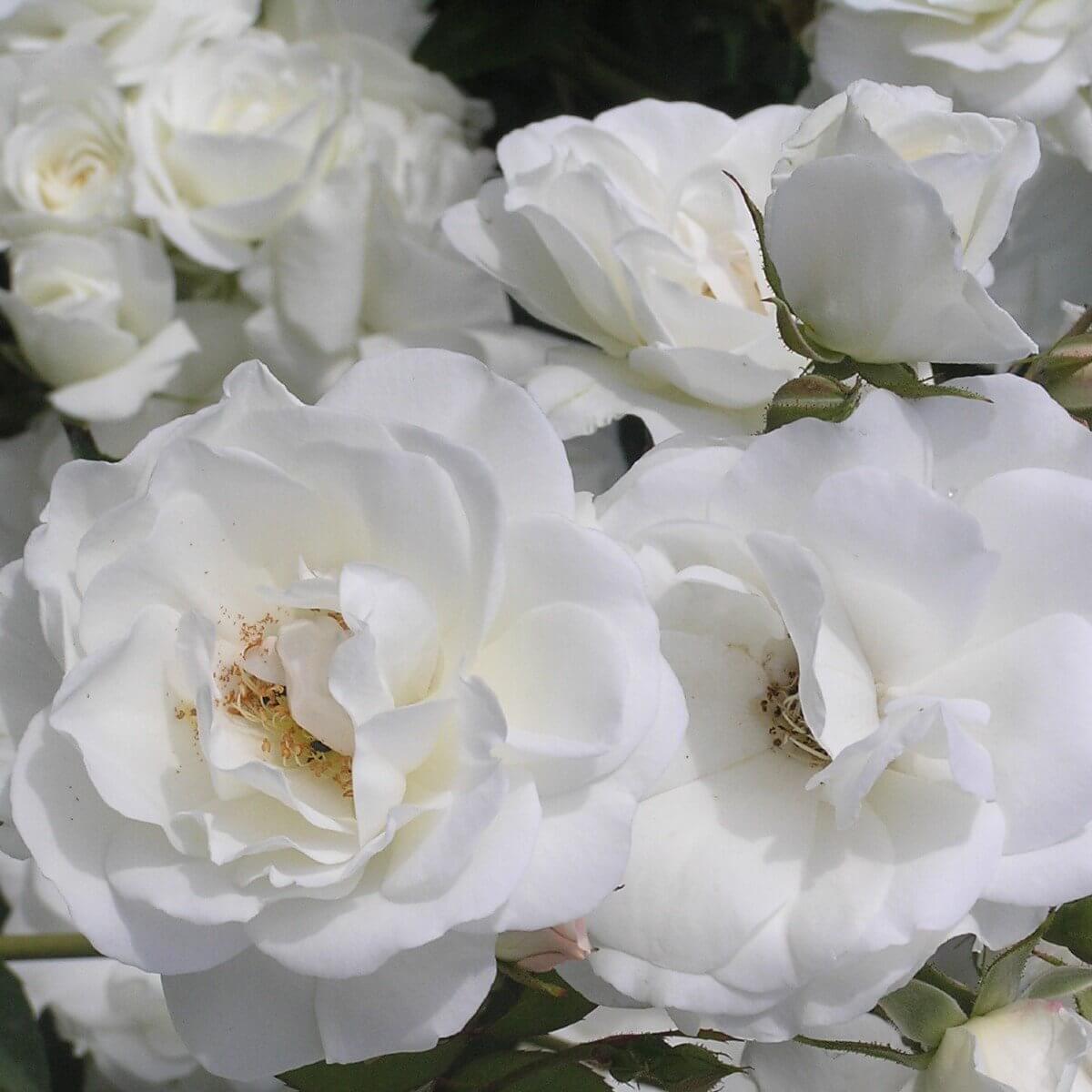 Iceberg Colour White Floribunda