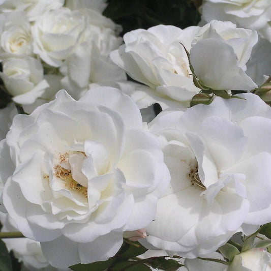 Iceberg Colour White    Floribunda