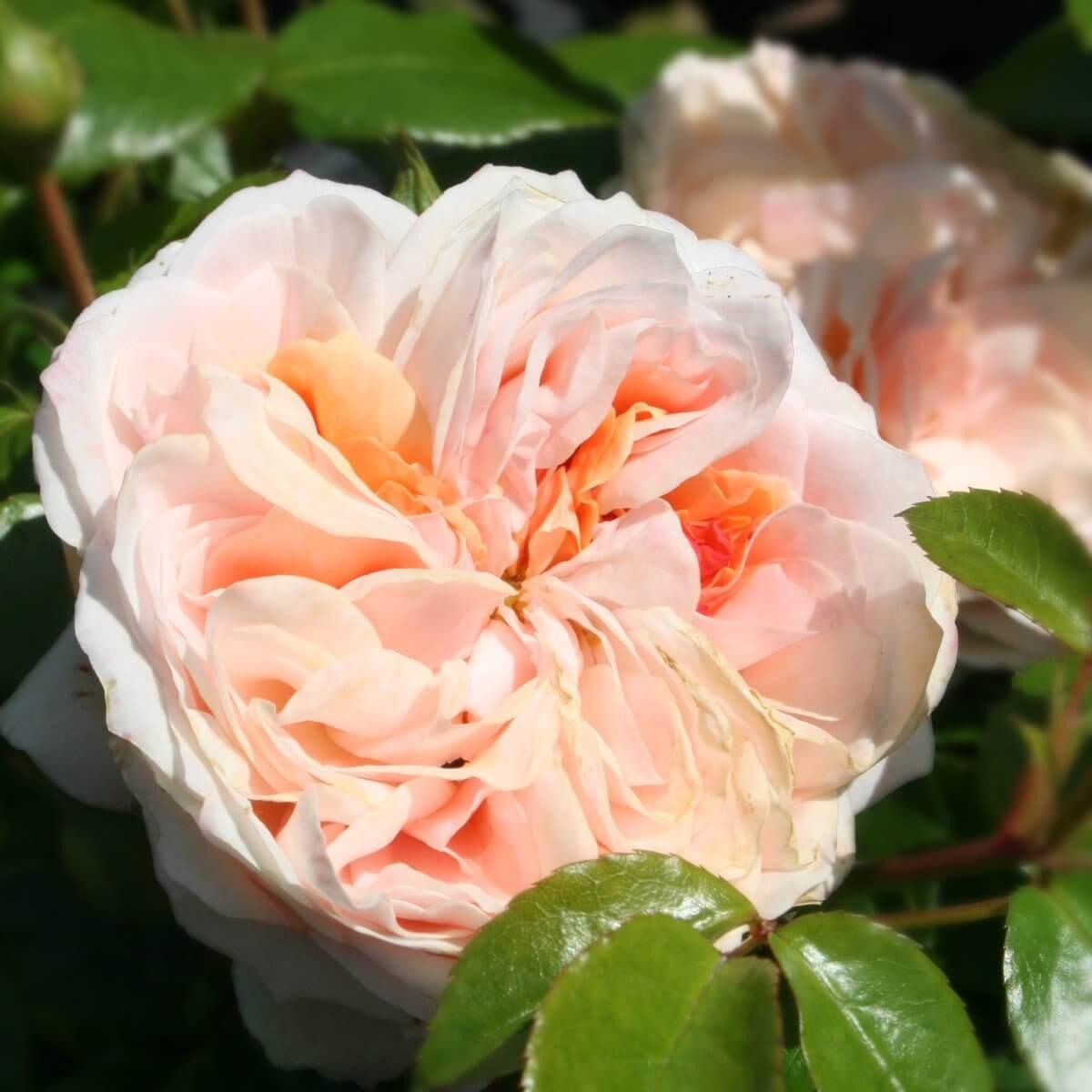 Joie De Vivre Colour Cream Light Fragrance Rose of the YearRose of the Year Winners Floribunda