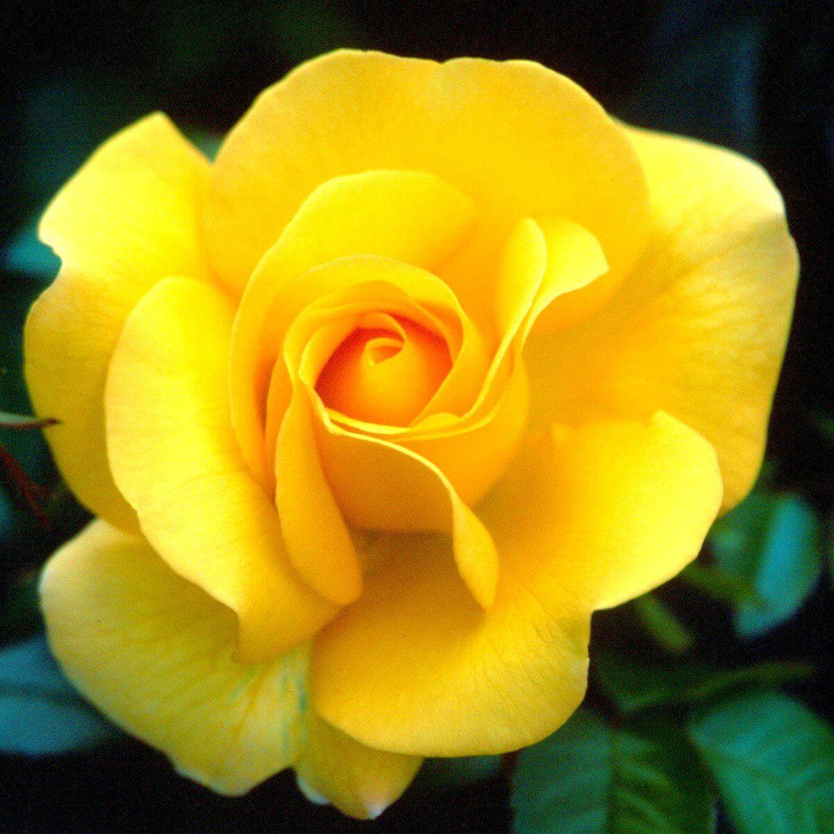 Keep Smiling Colour Yellow Light Fragrance Hybrid Tea