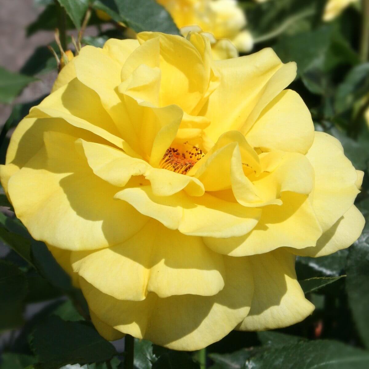 Korresia Colour Cream Light Fragrance Rose of the YearRose of the Year Winners Floribunda