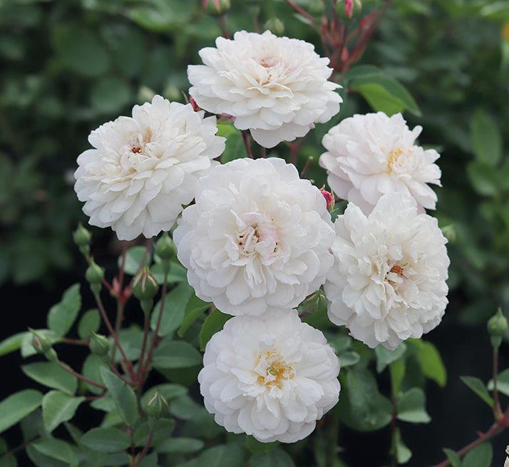 Little White Pet (Patio) - Henry Street Nursery