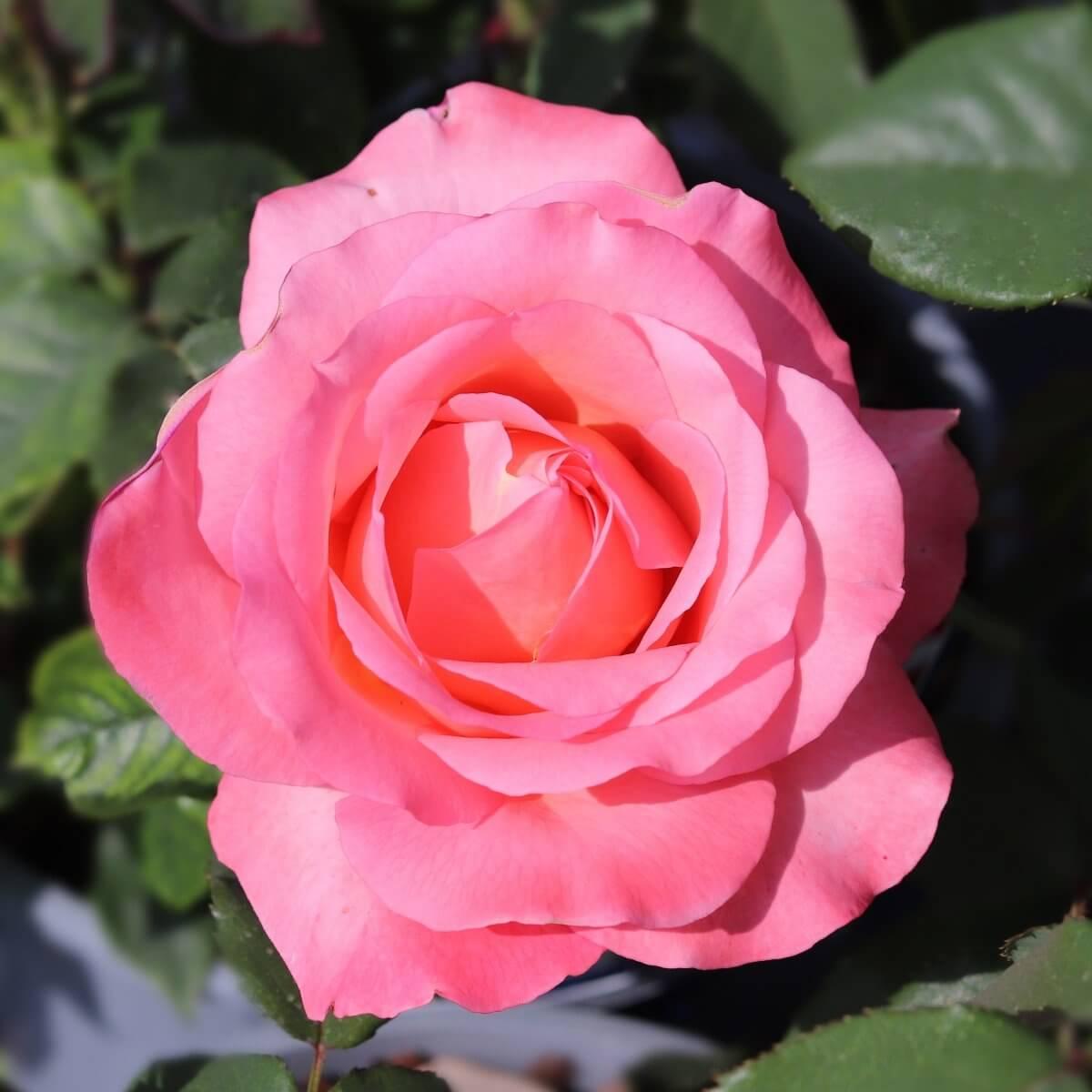 Lovely Lady |Hybrid Tea Rose |4ltr potted