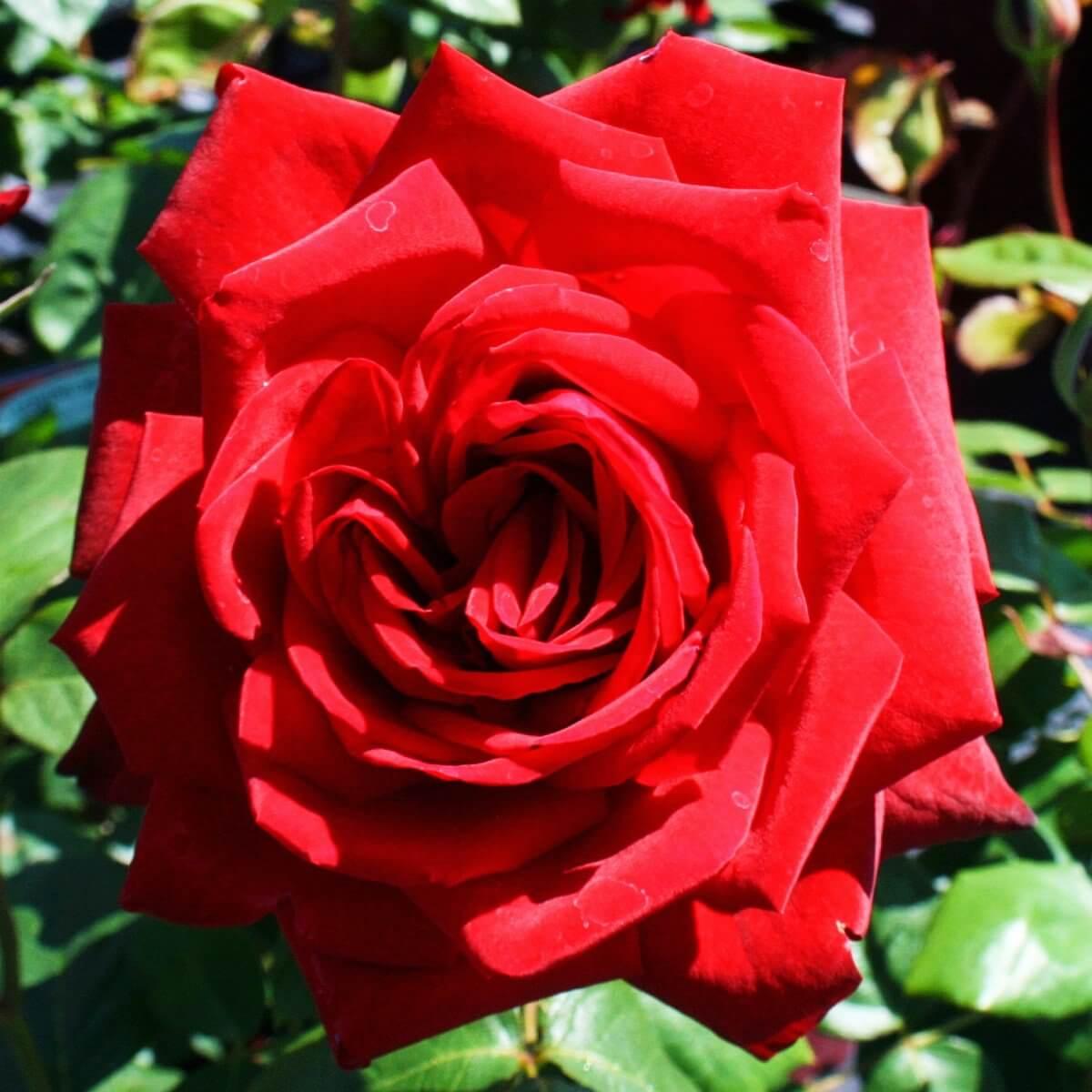 Loving Memory Colour Red Light Fragrance Gift OccasionMemorial Celebration Rose Hybrid Tea