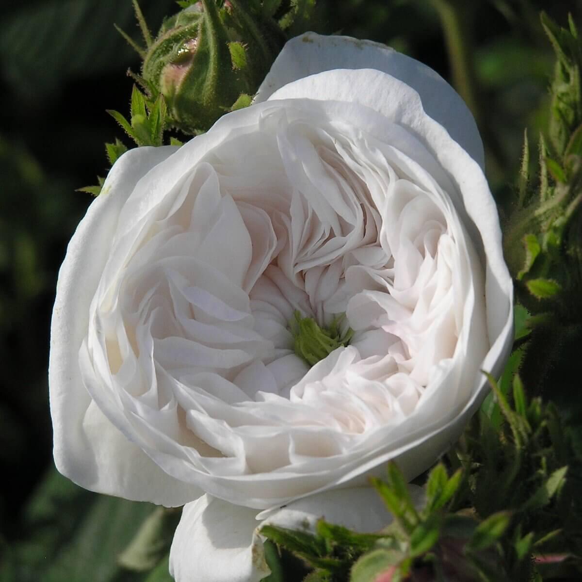 Mme Hardy Colour White  Good Fragrance  Shrub