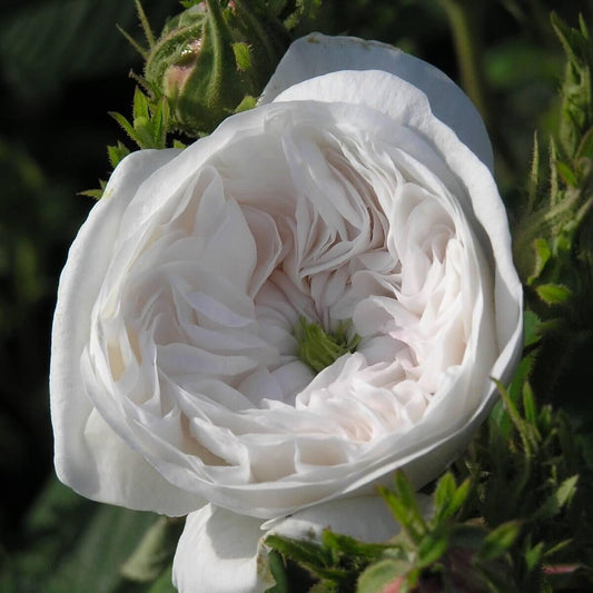 Mme Hardy Colour White  Good Fragrance  Shrub
