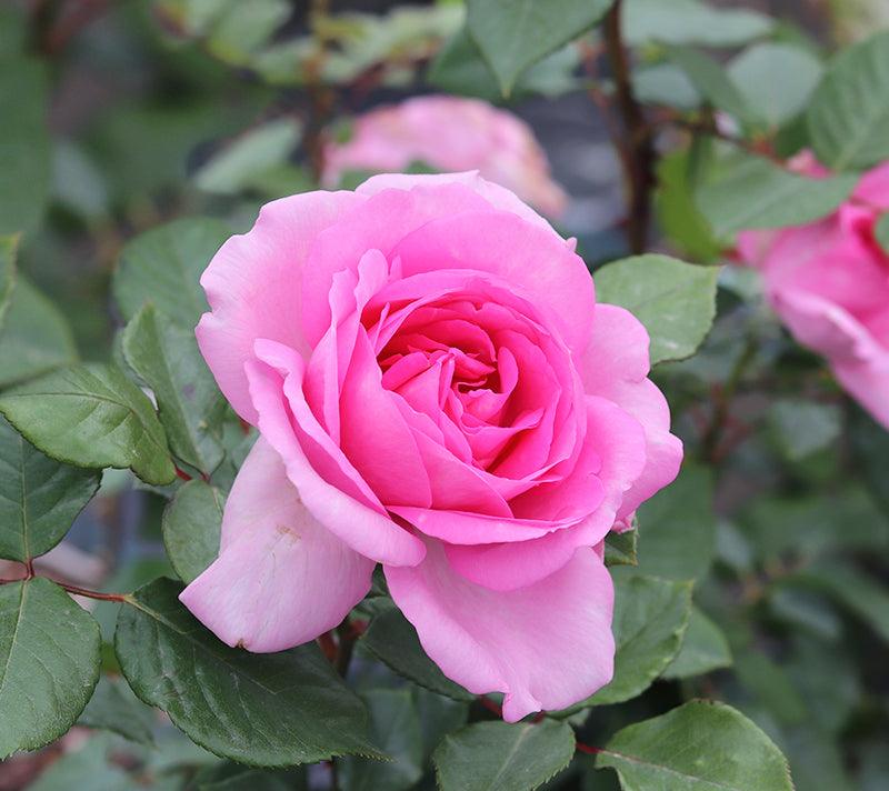 Mum In A Million (Bush) - Henry Street Nursery