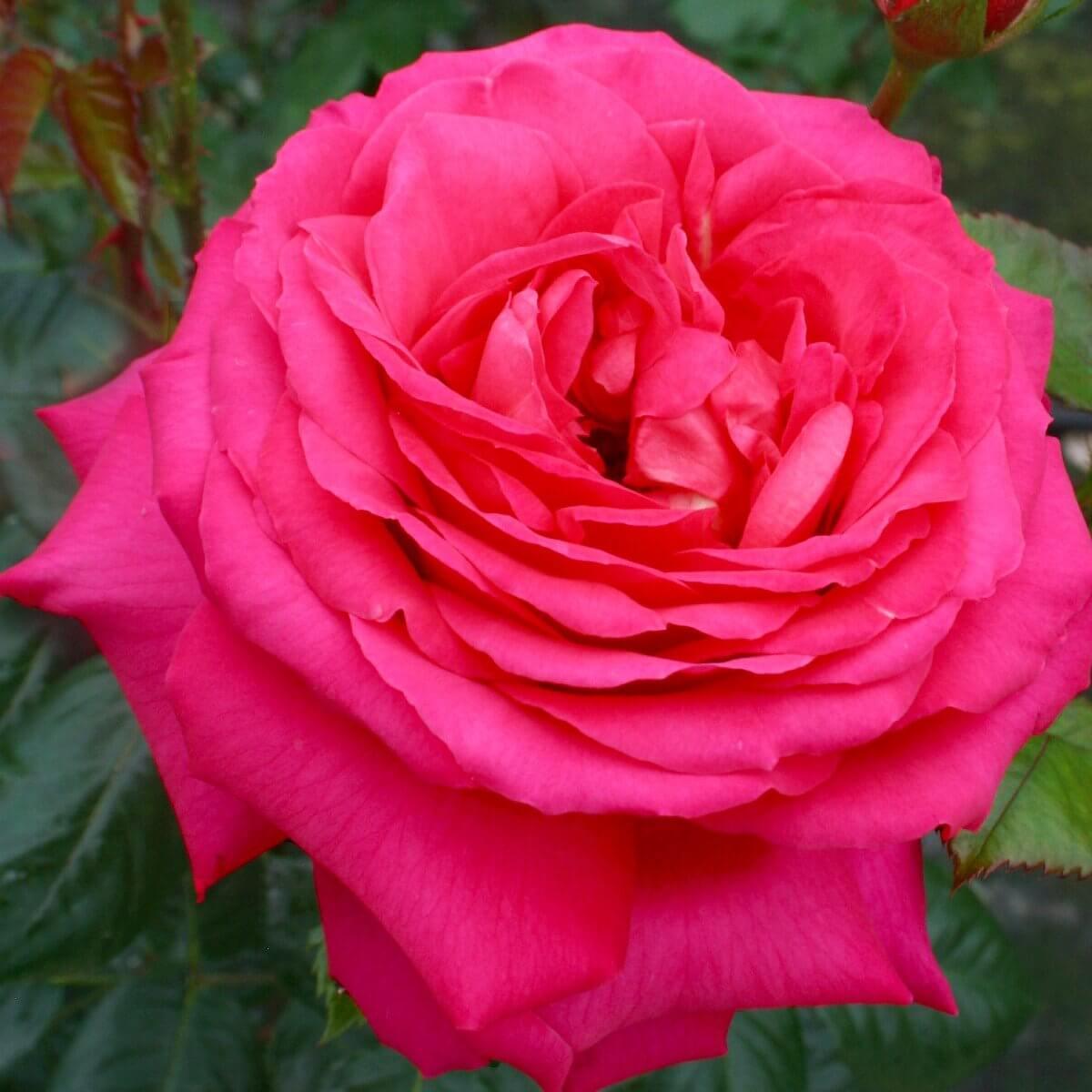 My Dad Colour Red Good Fragrance Gift OccasionMemorial OccasionSpecial People Celebration Rose Floribunda