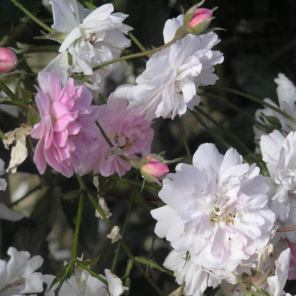 Paul's Himalayan Musk Colour White Good Fragrance Rambling Rose