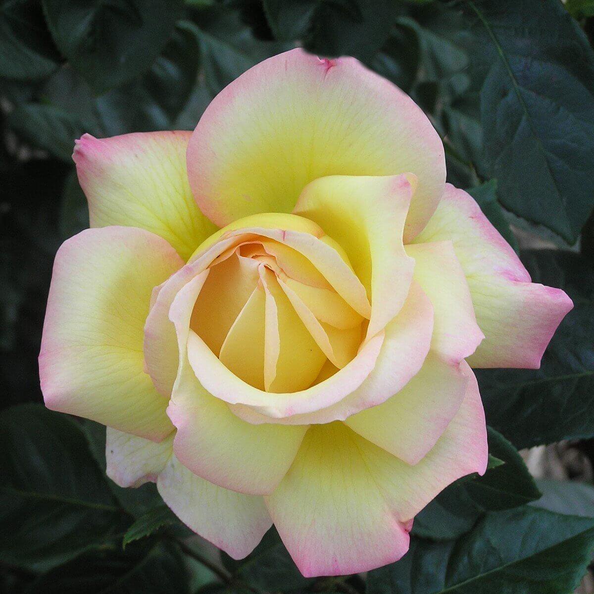 Peace Colour Mixed Colour Colour Pink Colour Yellow Good Fragrance Hybrid Tea