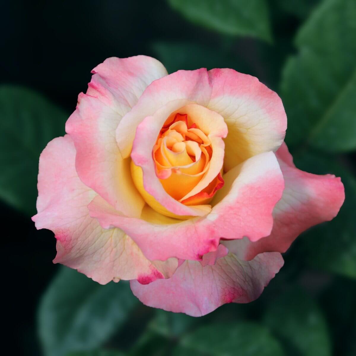Perfect Harmony Colour Mixed Colour Colour Pink Colour Yellow Exceptional Fragrance Cottage Garden Rose Hybrid Tea