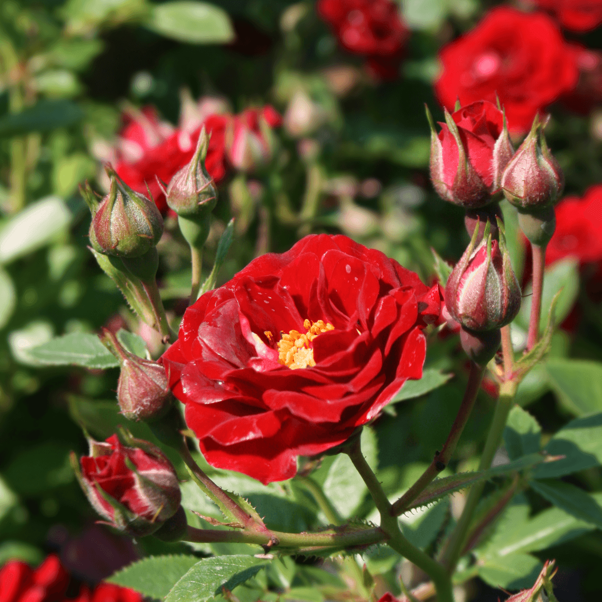 Peter Pan Colour Red Patio