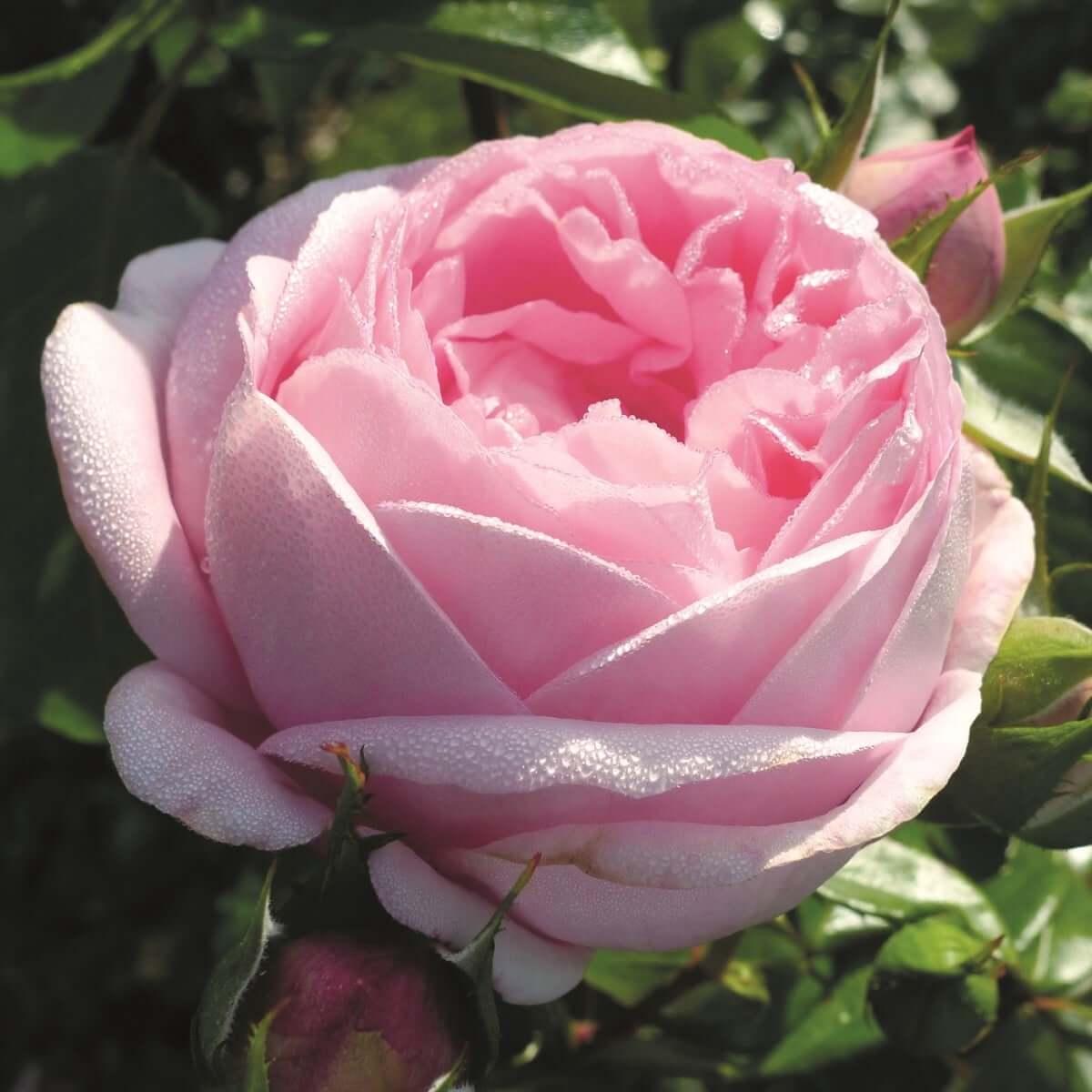 Pink Martini Colour Pink Good Fragrance Cottage Garden Rose Hybrid Tea