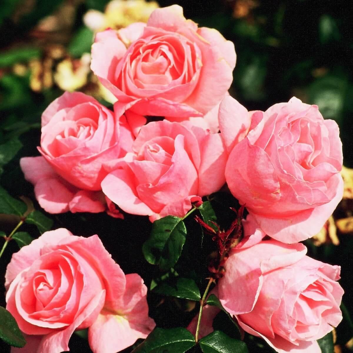 Queen Elizabeth Colour Pink Floribunda