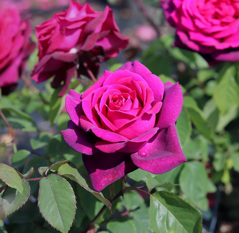 Royal Parfuma (Bush) - Henry Street Nursery