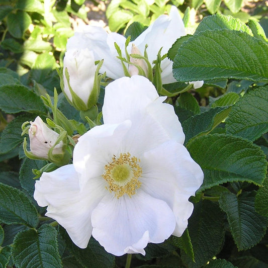 Rugosa Alba (Hedging) - Henry Street Nursery