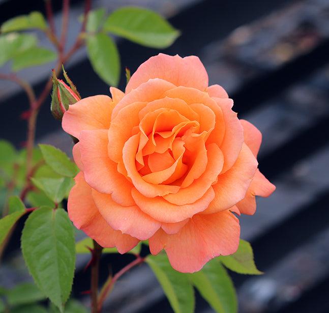 Scent from Heaven (Climber) - Henry Street Nursery