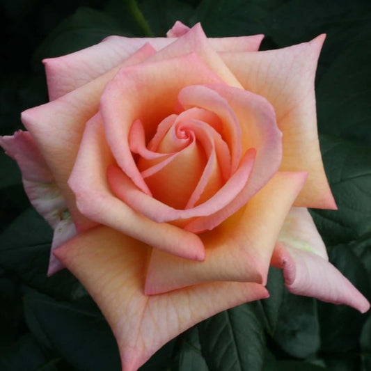 Scentsation (Bush) - Henry Street Nursery