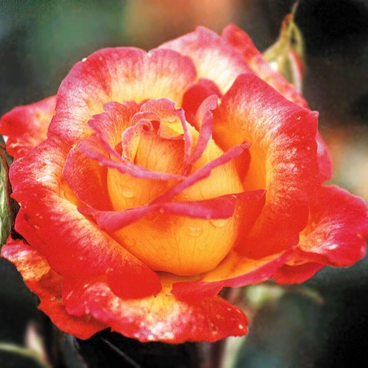 Sheila's Perfume Colour Mixed Colour Colour Yellow Good Fragrance Floribunda