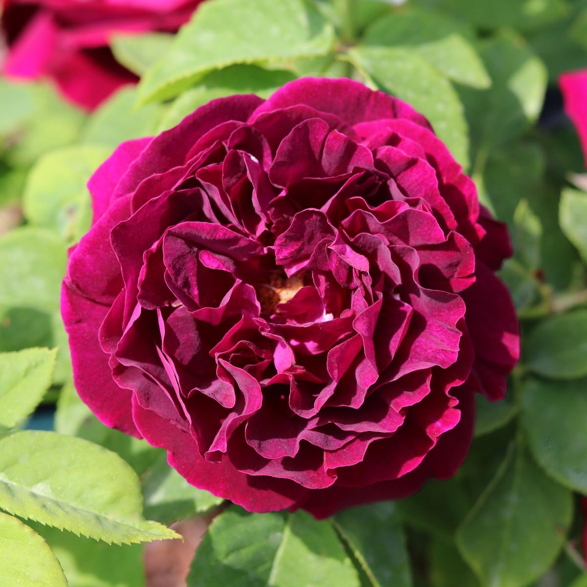 Souvenir De Dr Jamain (Shrub) - Henry Street Nursery