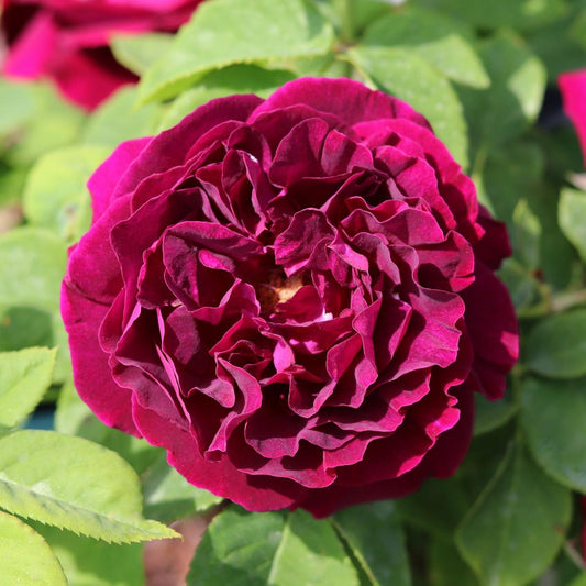 Souvenir De Dr Jamain (Shrub) - Henry Street Nursery