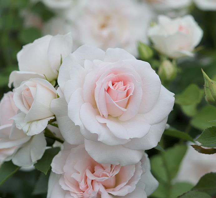 Special Child (Bush) - Henry Street Nursery