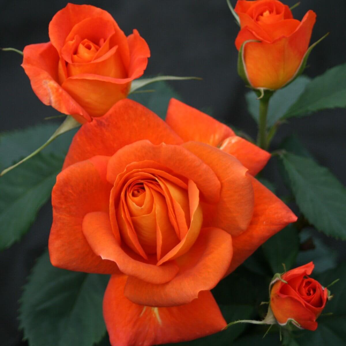 Super Trouper Colour Orange Floribunda