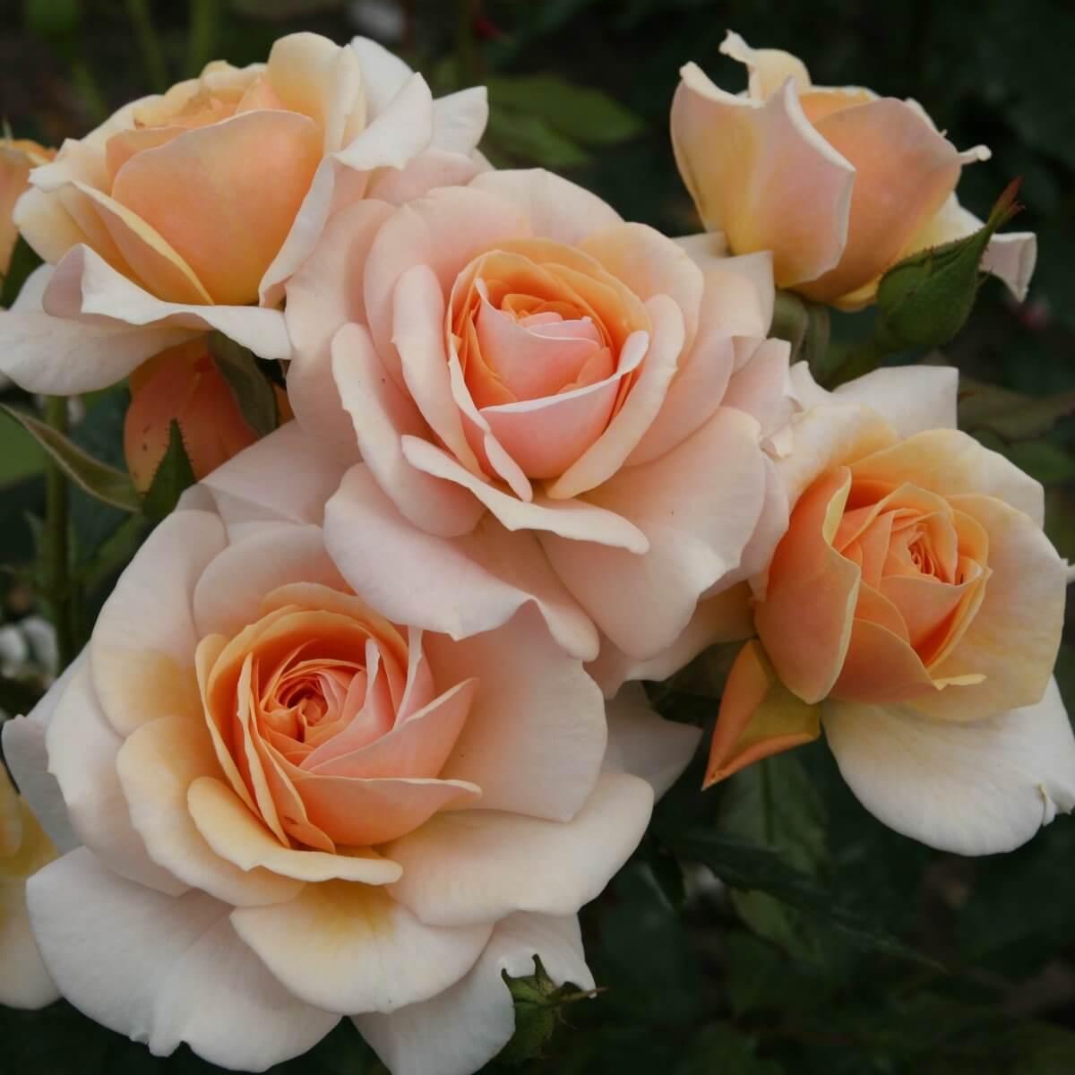 Sweet Honey Colour Apricot Good Fragrance Floribunda