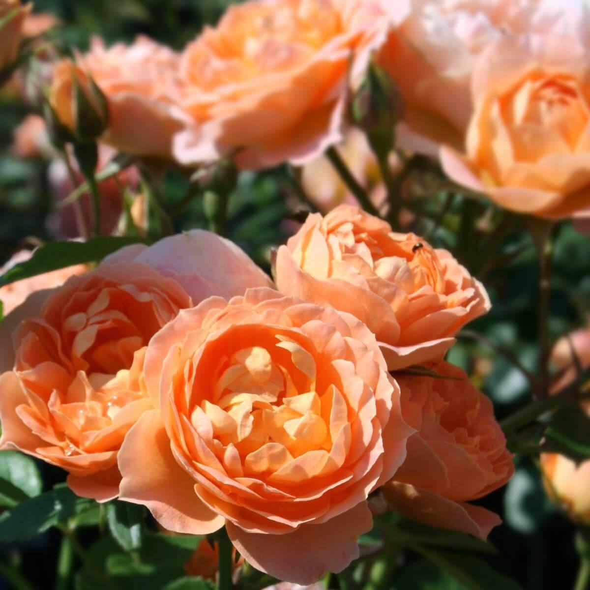Sweet Dream Colour Apricot Colour Pink Rose of the YearRose of the Year Winners Patio