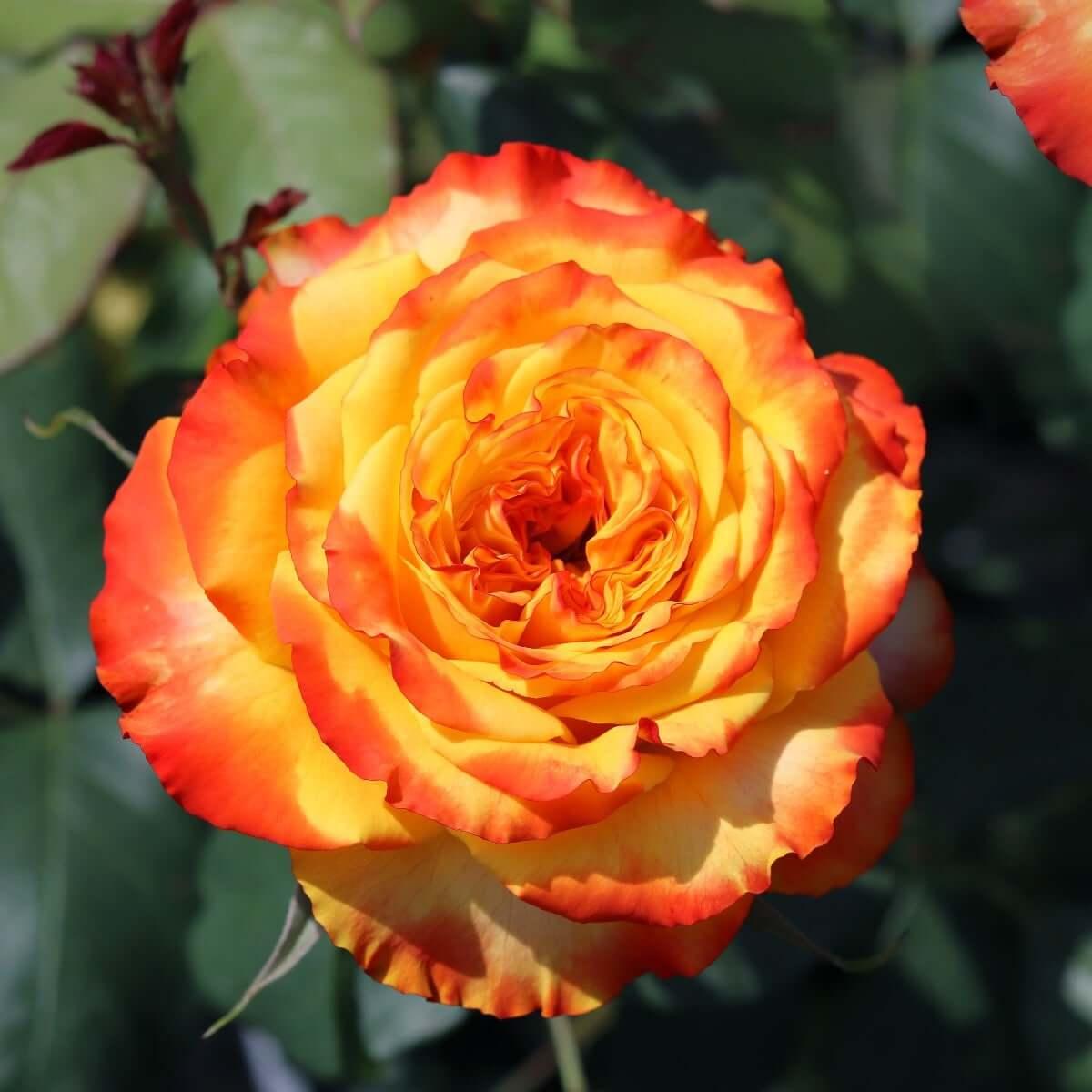 Tequila Sunrise (Bush) - Henry Street Nursery