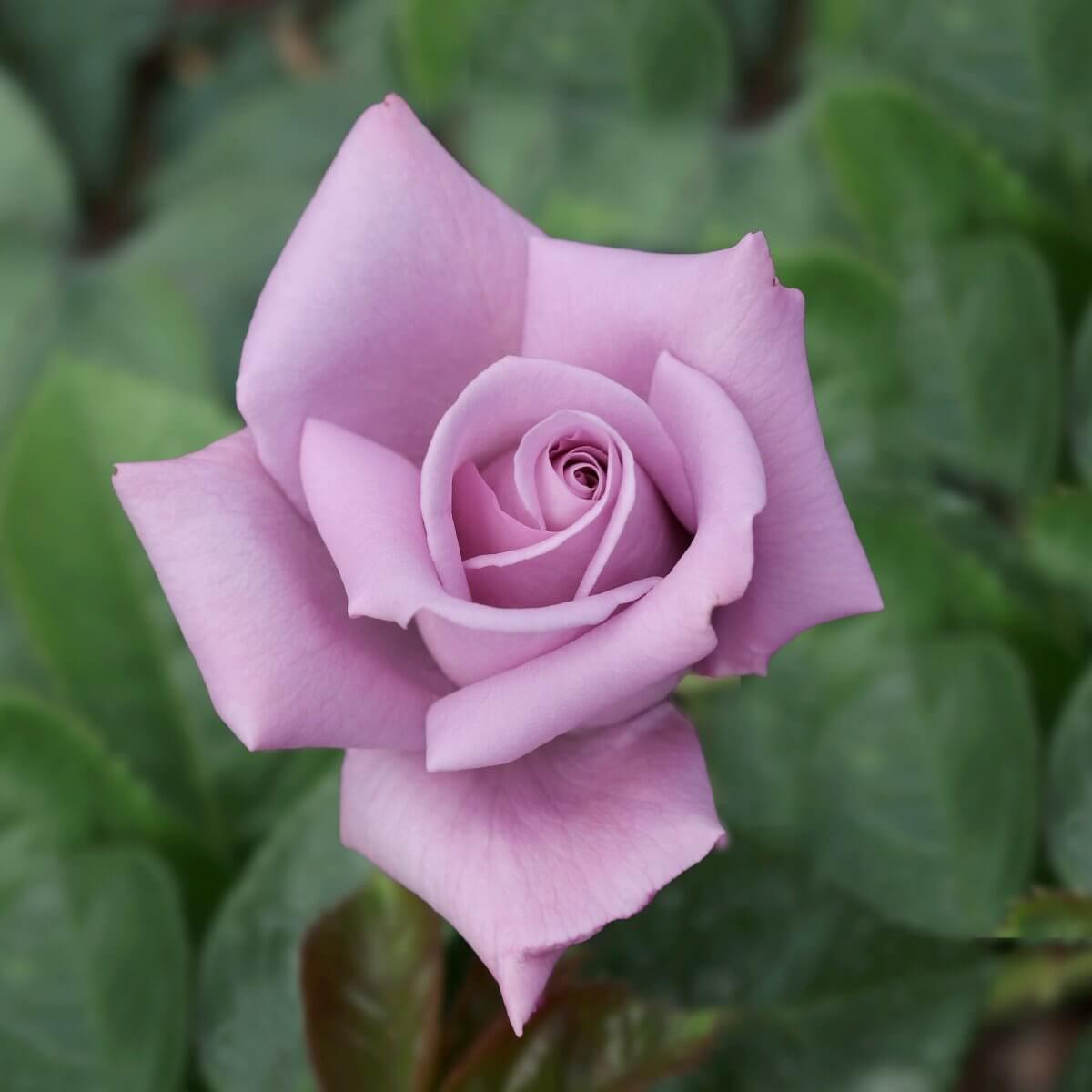 Twice In A Blue Moon Colour Purple Good Fragrance Hybrid Tea