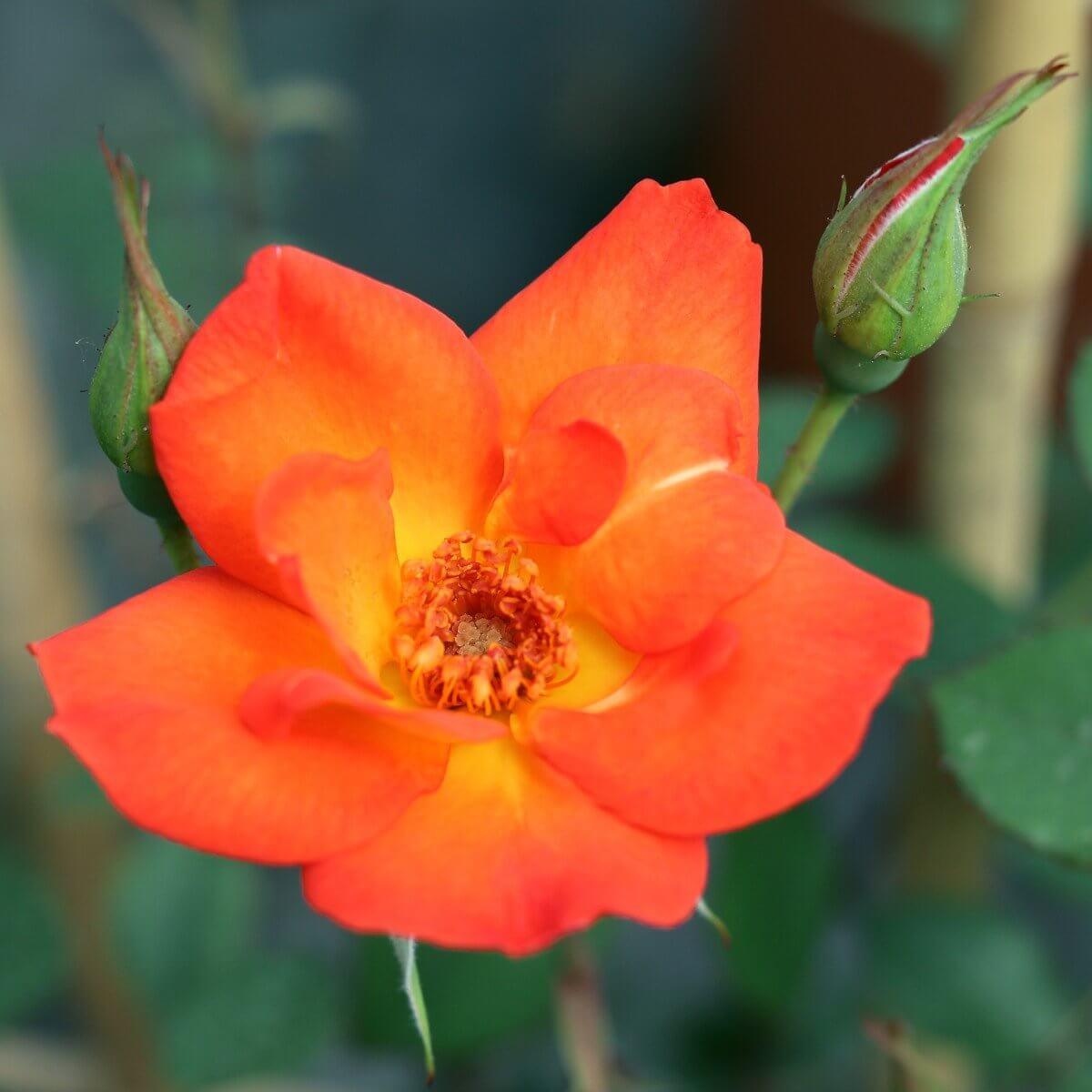 Warm Welcome Colour Orange Light Fragrance Patio Climbing Rose