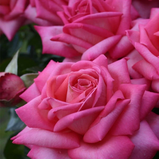 Wedding Bells Colour Pink  Good Fragrance Gift OccasionWedding  Celebration Rose  Hybrid Tea