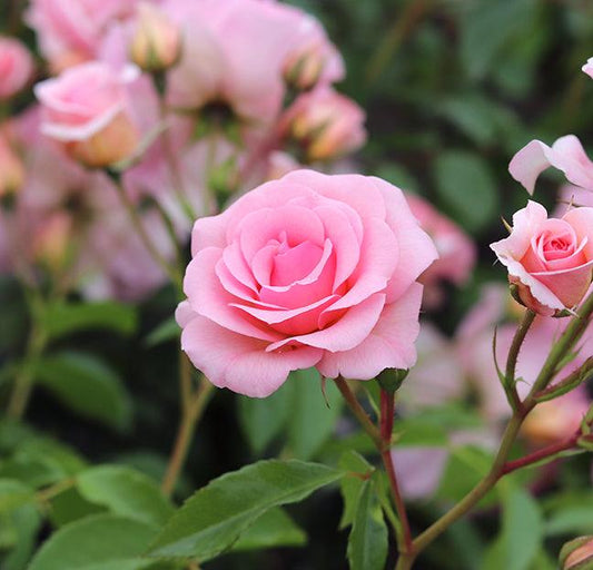 You're Beautiful (Bush) - Henry Street Nursery