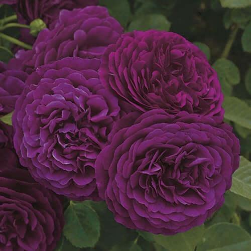 Twilight Zone (Bush) - Henry Street Nursery