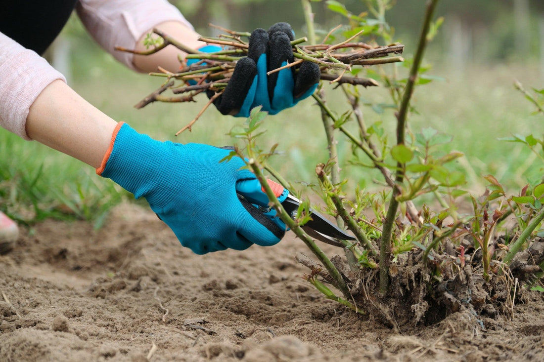 Pruning Hybrid Tea and Floribunda Roses