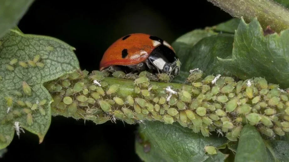 A ladybird eating aphids