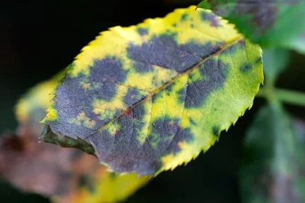 Blackspot on Roses: Understanding and Controlling the Garden's Most Persistent Fungal Disease
