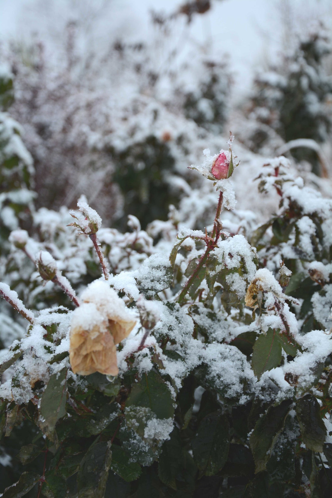 Preparing roses for Winter