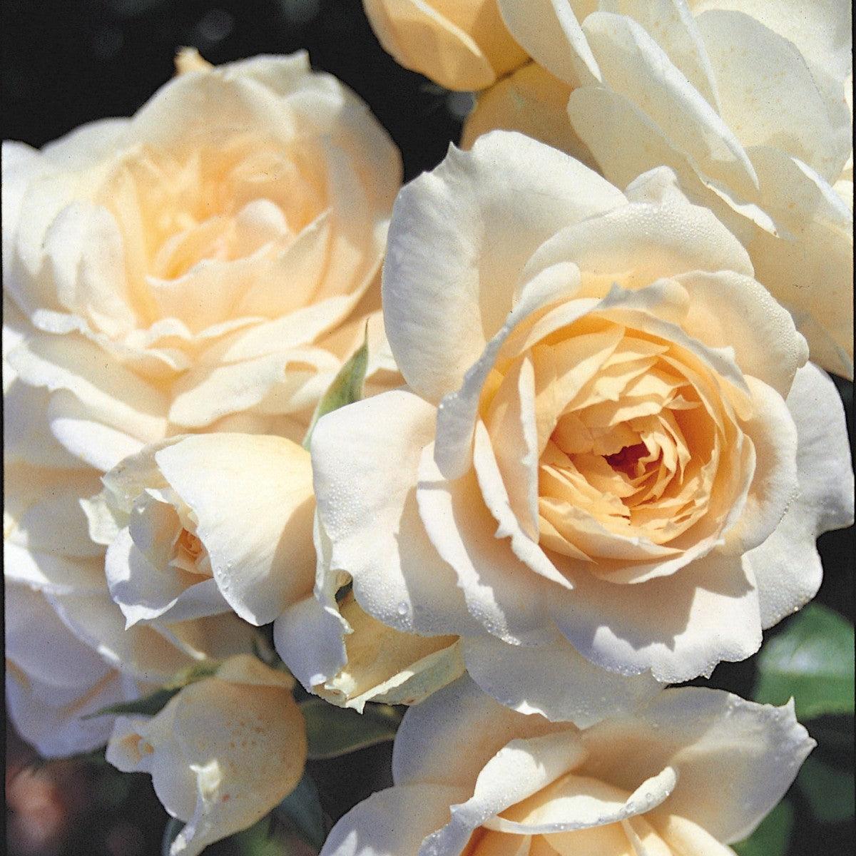Cream Roses - Henry Street Nursery