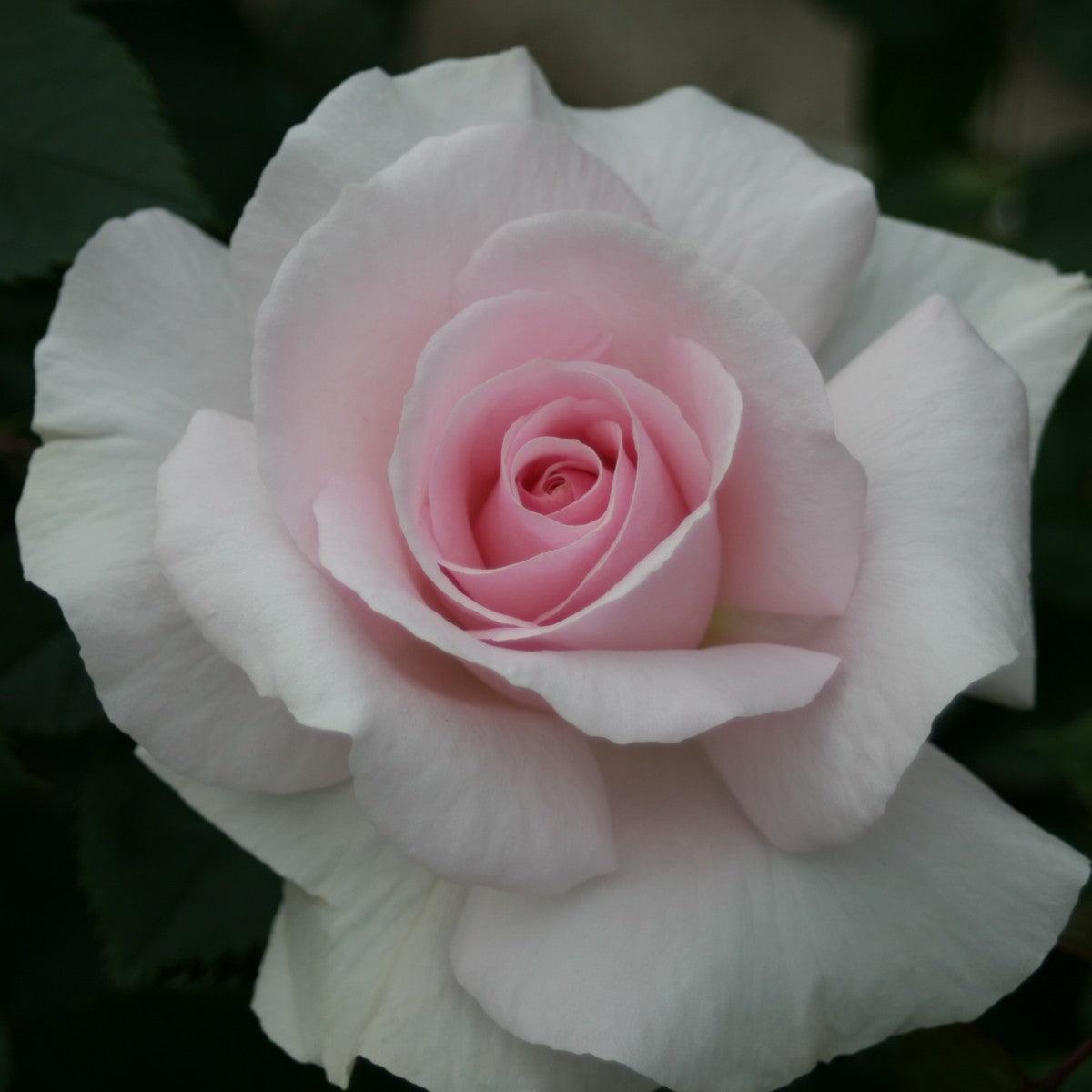 Bush Roses - Henry Street Nursery