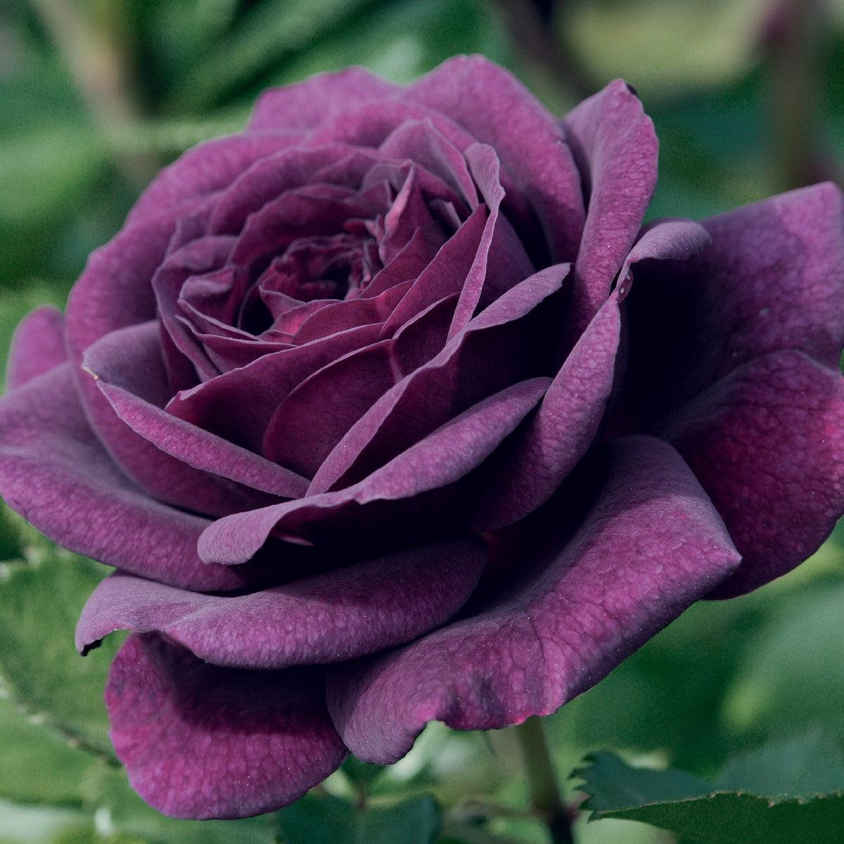 Buy Purple Roses | Henry Street Nursery