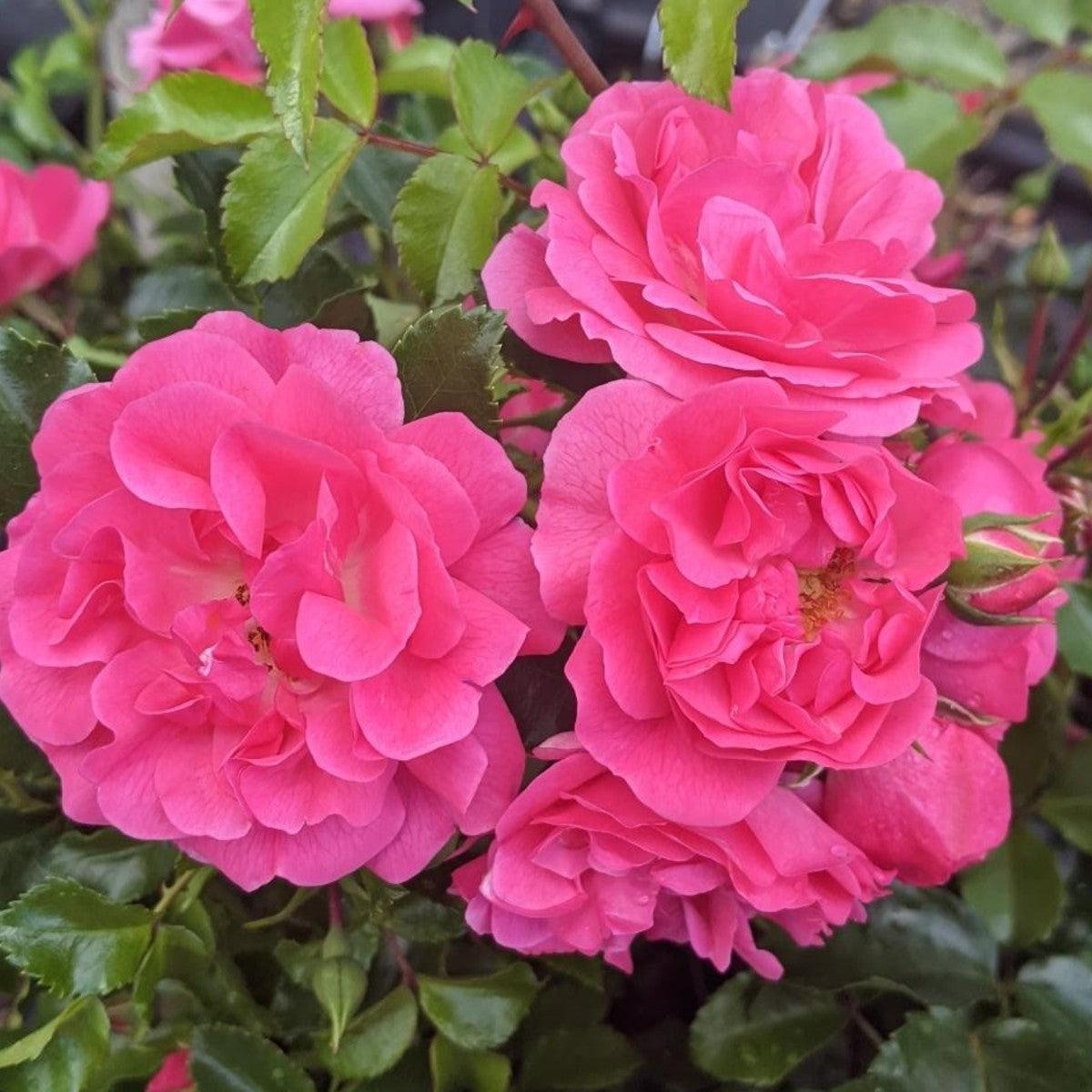 Ground Cover Roses – Henry Street Nursery